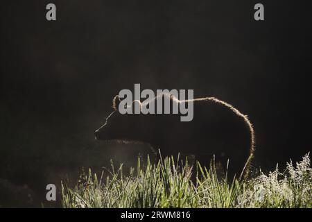 Orso bruno europeo - prima luce morente Ursus arctos arctos Carpazi, Romania MA004470 Foto Stock