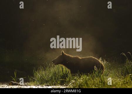 Orso bruno europeo - illuminazione precoce Ursus arctos arctos Carpazi, Romania MA004473 Foto Stock