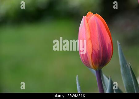 Singolo Tulip Triumph arancione/rosso/viola (Tulipa) "Princess Irene" coltivato in un cottage Garden inglese, Lancashire, Inghilterra, Regno Unito Foto Stock