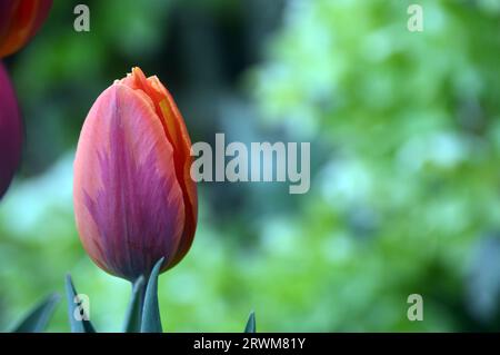 Singolo Tulip Triumph arancione/rosso/viola (Tulipa) "Princess Irene" coltivato in un cottage Garden inglese, Lancashire, Inghilterra, Regno Unito Foto Stock