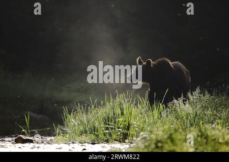 Orso bruno europeo - illuminazione precoce Ursus arctos arctos Carpazi, Romania MA004484 Foto Stock