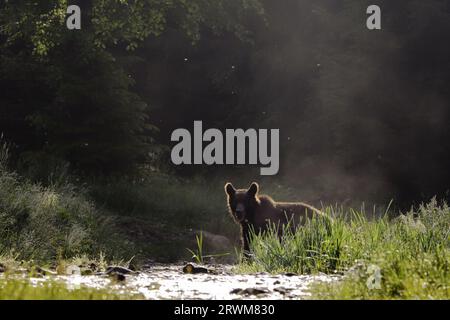 Orso bruno europeo - illuminazione precoce Ursus arctos arctos Carpazi, Romania MA004485 Foto Stock