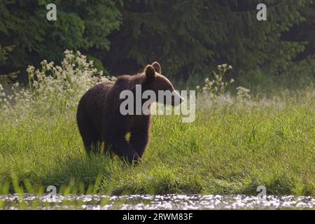 Orso bruno europeo - illuminazione precoce Ursus arctos arctos Carpazi, Romania MA004489 Foto Stock