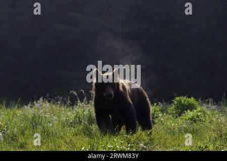 Orso bruno europeo - illuminazione precoce Ursus arctos arctos Carpazi, Romania MA004504 Foto Stock