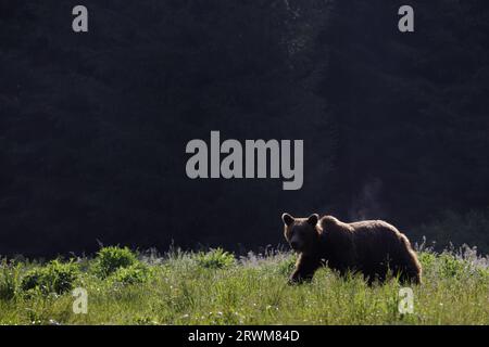 Orso bruno europeo - illuminazione precoce Ursus arctos arctos Carpazi, Romania MA004514 Foto Stock