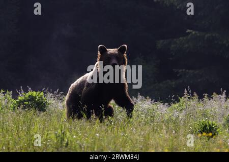 Orso bruno europeo - prima luce morente Ursus arctos arctos Carpazi Mountains, Romania MA004517 Foto Stock