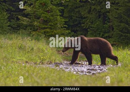 Orso bruno europeo - prima luce morente Ursus arctos arctos Carpazi Mountains, Romania MA004528 Foto Stock