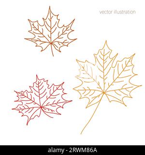 Set vettoriale di acero autunnale disegnato a mano nella grafica Illustrazione Vettoriale