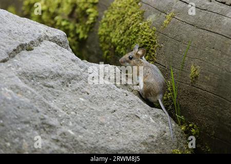 Topo dal collo giallo Apodemus flavicollis Carpazi, Romania MA004635 Foto Stock