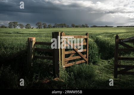 Aprire un cancello di legno che conduce ad un campo di grano verde e ad un percorso che conduce attraverso le colture. Alberi di fondo e nuvole di tempeste molto drammatiche Foto Stock