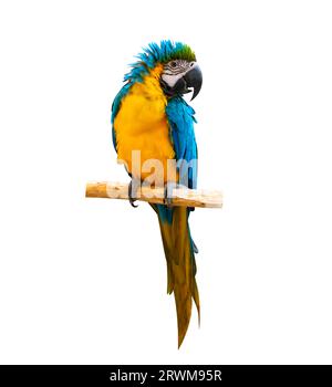 macaw pappagallo pappagallo appollaiato sul ramo su sfondo bianco isolato Foto Stock