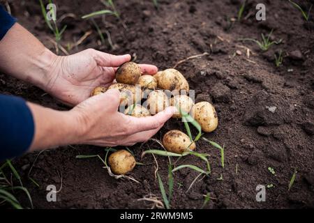 le mani cuocheranno delicatamente una raccolta di patate appena raccolte e terrose. Le patate riposano su terreno sabbioso, vengono raccolte con cura, mettendo in mostra Foto Stock