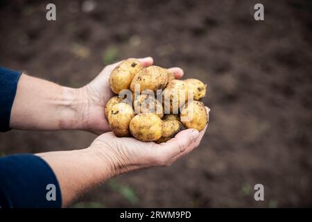 le mani cuocheranno delicatamente una raccolta di patate appena raccolte e terrose. Le patate riposano su terreno sabbioso, vengono raccolte con cura, mettendo in mostra Foto Stock