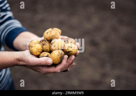 le mani cuocheranno delicatamente una raccolta di patate appena raccolte e terrose. Le patate riposano su terreno sabbioso, vengono raccolte con cura, mettendo in mostra Foto Stock