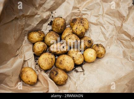 Questa immagine mostra una collezione di patate appena raccolte e terrose che riposano su carta marrone, enfatizzando l'essenza agricola dei prodotti rurali. Foto Stock