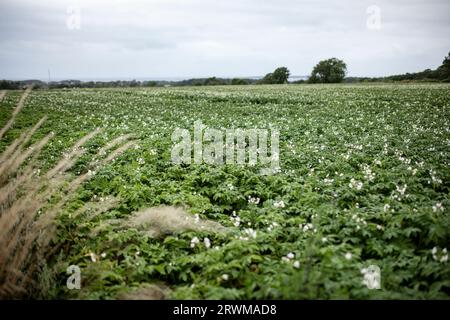 cattura un vasto campo di patate con fiorenti piante di patate verdi adornate da delicati fiori bianchi. La scena incarna la lucentezza dell'agricoltura A. Foto Stock