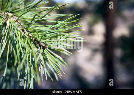 Primo piano con pino verde. Piccoli coni di pino alla fine dei rami con spazio copiato. Foto Stock