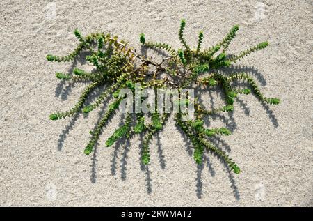 I peploides di Honckenya o l'erba arenaria marina crescono tra le dune della spiaggia. Foto Stock