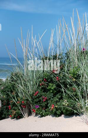 Le rose crescono su una duna vicino all'oceano. Foto Stock