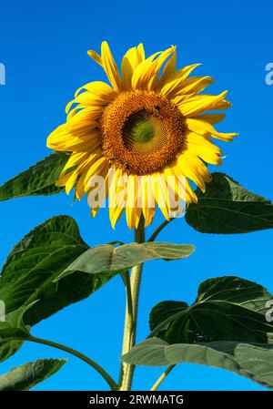 Grande girasole in piena fioritura. Foto Stock