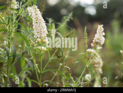 Butterfly Bush (Buddleja davidii) profusione bianca Foto Stock
