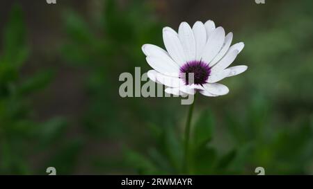 Osteospermum fruticosum, fiore bianco con centro viola scuro, primo piano 2 Foto Stock