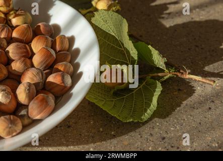 Recipiente in ceramica bianca con nocciole e foglie con nocciole ancora in tazza Foto Stock