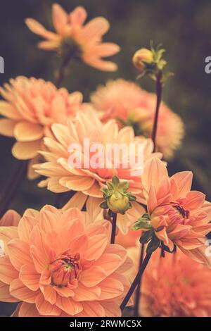 Un'accattivante gamma di fiori di Dahlia pinnata in piena fioritura in un lussureggiante e vibrante giardino Foto Stock
