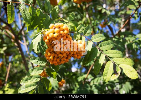 Primi piani di bacche di rowan mature rosso-arancio che crescono in grappoli sui rami di un albero rowan. Colori brillanti dell'autunno. Foto di alta qualità Foto Stock