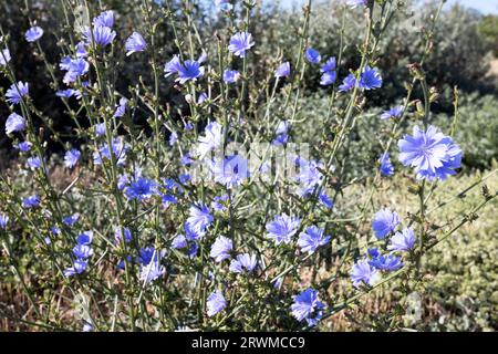 La cicoria (Cichorium intybus) fiorisce in natura in estate. Fiori di cicoria blu crescono su uno stelo in un giardino fiorito. coltivazione di piante medicinali conc Foto Stock