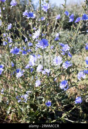 La cicoria (Cichorium intybus) fiorisce in natura in estate. Fiori di cicoria blu crescono su uno stelo in un giardino fiorito. coltivazione di piante medicinali conc Foto Stock