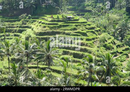 Una vista aerea della terrazza di riso Tegallalang a Bali, Indonesia Foto Stock