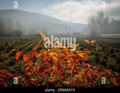 Un paesaggio panoramico di un campo con uno sfondo montuoso avvolto dalla nebbia Foto Stock