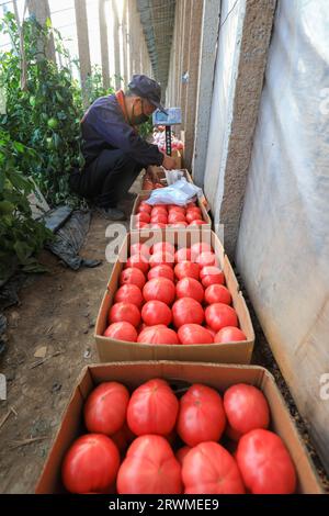 LUANNAN COUNTY, Cina - 26 marzo 2022: Gli agricoltori stanno reimballando i pomodori nella serra, nella Cina settentrionale Foto Stock