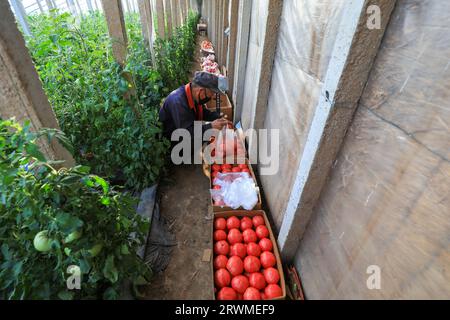 LUANNAN COUNTY, Cina - 26 marzo 2022: Gli agricoltori stanno reimballando i pomodori nella serra, nella Cina settentrionale Foto Stock