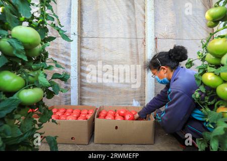 LUANNAN COUNTY, Cina - 26 marzo 2022: Gli agricoltori stanno reimballando i pomodori nella serra, nella Cina settentrionale Foto Stock