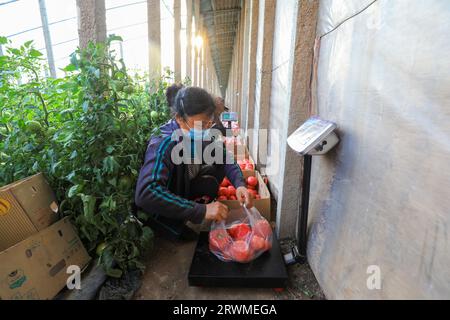 LUANNAN COUNTY, Cina - 26 marzo 2022: Gli agricoltori stanno reimballando i pomodori nella serra, nella Cina settentrionale Foto Stock