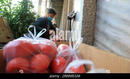 LUANNAN COUNTY, Cina - 26 marzo 2022: Gli agricoltori stanno reimballando i pomodori nella serra, nella Cina settentrionale Foto Stock