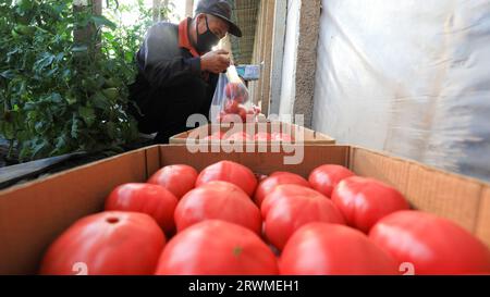 LUANNAN COUNTY, Cina - 26 marzo 2022: Gli agricoltori stanno reimballando i pomodori nella serra, nella Cina settentrionale Foto Stock