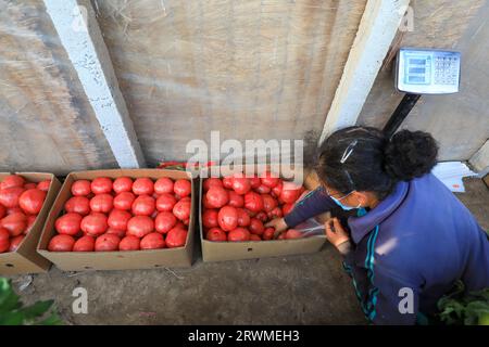 LUANNAN COUNTY, Cina - 26 marzo 2022: Gli agricoltori stanno reimballando i pomodori nella serra, nella Cina settentrionale Foto Stock