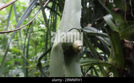 Una lumaca di terra di Acavus phoenix si attacca a una lunga foglia di Pandanus appuntita nel giardino Foto Stock