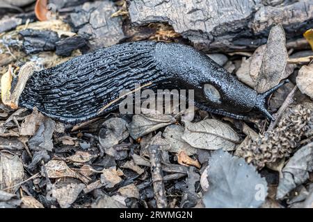 Slug nero con chiglia, slug grigio-cenere, slug nero-cenere (Limax cinereoniger), Woodls, Studland Dunes, Dorset, Regno Unito Foto Stock