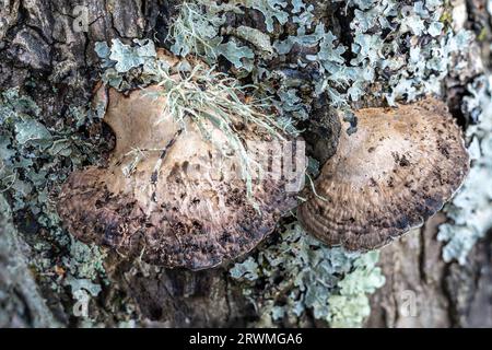Bracket, Daedaleopsis confragosa, Studland Dunes, Dorset, Regno Unito Foto Stock