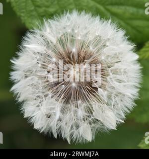 Testa di seme 'orologio' di un tarassaco (Taraxacum officinale) pappi bianco che termina in frutti o capsulae distribuiti dal vento, Berkshire, maggio Foto Stock