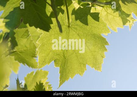 Foglie giovani di vite (Vitis vinifera) in tarda primavera retroilluminate verde pallido fresco contro il cielo blu su un vitigno da giardino, Berkshire, maggio Foto Stock
