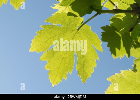 Foglie giovani di vite (Vitis vinifera) in tarda primavera retroilluminate verde pallido fresco contro il cielo blu su un vitigno da giardino, Berkshire, maggio Foto Stock