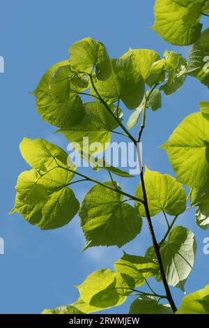 Lime a piccole foglie o tiglio (Tilia cordata) foglie di alberi verdi freschi contro un cielo blu e retroilluminato dalla luce del sole in una bella giornata primaverile, Berkshire, maggio Foto Stock