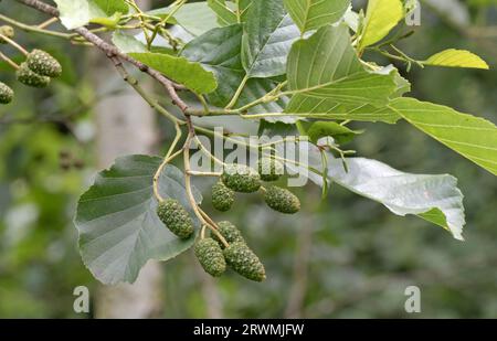 Alder (Alnus glutinosa) cone-like female fruits, green, in summer, but hardening to release seeds in the spring, Berkshire, July Foto Stock