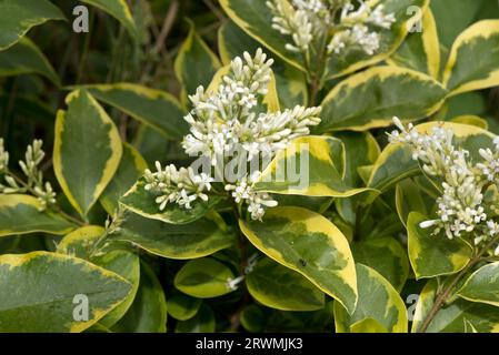 Privet variegato giapponese o a foglia di cera (Ligustrum japonicum variegatum) con fiori profumati bianchi e foglie gialle/verdi in una siepe del giardino, Berksh Foto Stock