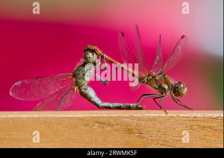 Una coppia di accoppiamento di dragonfly Sympetrum striolatum alias Common darter. Isolato su sfondo sfocato rosa. Tarda estate. Natura della repubblica Ceca. Foto Stock